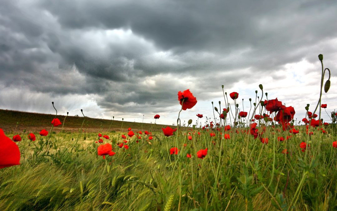 The Necessity of Beauty